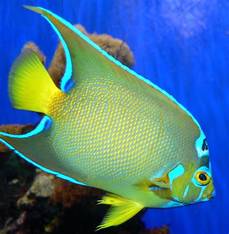 aquarium wikipedia|list of aquarium fish.